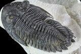 Large, Hollardops Trilobite - Visible Eye Facets #84805-4